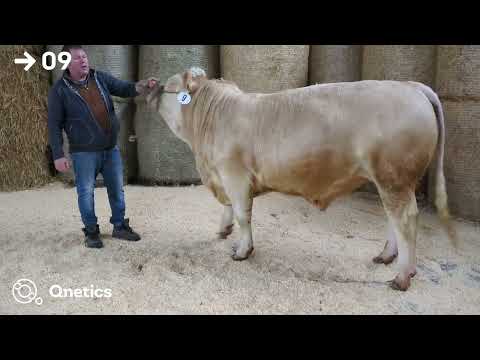 Fleischrindertage Katalognummer 09