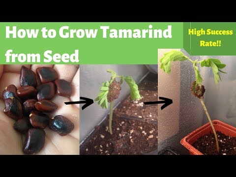 Tamarind Seed Husk