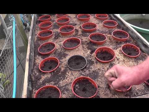 (116) How I plant my carrots and parsnips. #Sunflowerchallange2020