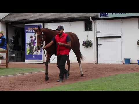 2025 The October Yearling Sale - Lot 513 f.   MISS GATSBY  (THE GREY GATSBY x MUNAJAAH)