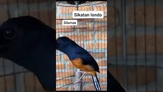 Download lagu Murai Isian Sikatan Londo #pancinganmuraibatucepatbunyi mp3 Download lagu Murai Isian Sikatan Londo #pancinganmuraibatucepatbunyi mp3