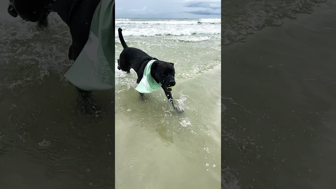 Enlarge Sweetie, a Adoptable mixed breed in Saint Augustine, FL video 6/7
