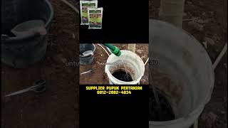 Download lagu Asam Humat Humic Acid Dosis & Cara Aplikasi, Pupuk Asam Humat Penyubur Tanah #asamhumat #humicacid mp3