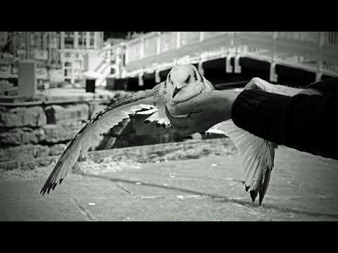 Till I Get It Right - Solo sung by Regina McCrary during Bob Dylan Mannheim 1981 concert