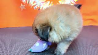ハーフ犬の動画01