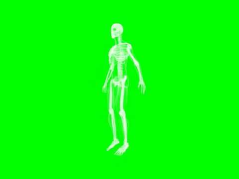 Rotating 3D Skeleton green screen animation in 4K resolution free download