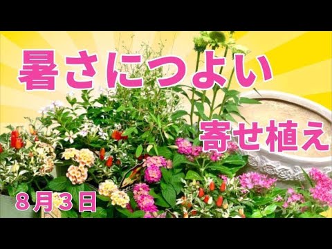 南向きのバルコニーに適した植物は何ですか?太陽と暑さを好む品種はこちら  庭園