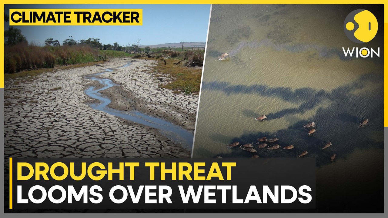 Iraq Wetlands: Drought Threat Looms Over Wetlands In Iraq | WION Climate Tracker
