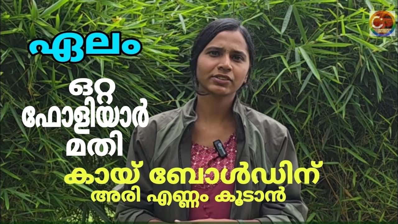 ഏലം I ഒറ്റ ഫോളിയാർ മാത്രം മതി Iഏലക്കായ് ബോൾഡ് I തൂക്കം I അരി എണ്ണം കൂടും I പതിന ഞ്ച് ദിവസം കൊണ്ട് | Cardamom I Only one foliar is enough I Cardamom Bold I Weight I Rice Count Will Increase I In Fifteen Days