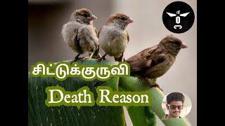 House Sparrow Death Reason - Tamil | Fact Reason | GK