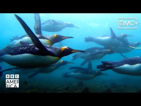 Frozen Planet II | Official Trailer | BBC America