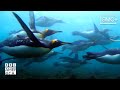 Frozen Planet II Official Trailer BBC America