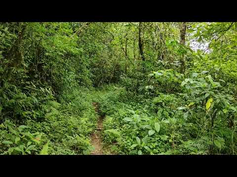 Caminando de Barreta a San Roquito #Barreta #Ola #cordillera #montana #cocle #panamá 
