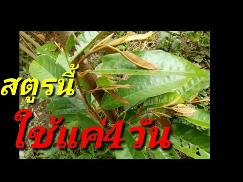 ยาเสพติดในการรักษาความอ่อนแอ ค้อนของ ธ อร์ไปยังหัวใจ
