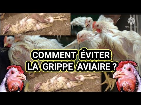 , title : 'COMMENT ÉVITER LA GRIPPE AVIAIRE ?'