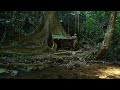Full Video 300 days of Bushwalking. Survive in the rainforest. Build bushcraft shield.