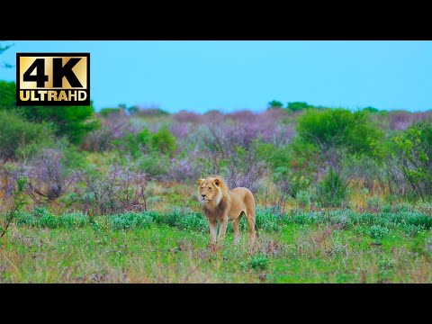 4K Ultra HD Video || A lone lion roaring on the grassland surrounded