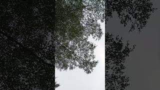 Download lagu Hak Hidup Bertetangga #ceramahkhzainudinmz #nasehat #shorts #storywa #kajianislam mp3