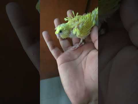 MashaAllah #jp #baby