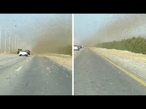 Car Drives Through Huge Grasshopper Swarm