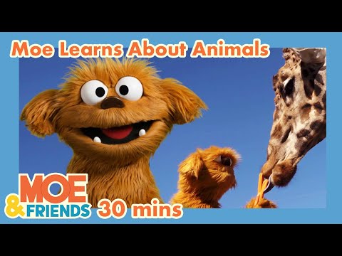 Moe Explores Animals | Monkeys, Pigs, Giraffes, Zebras, Rhinos + More