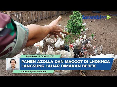 , title : 'Panen Azolla dan Maggot di Lhoknga Aceh Besar, Langsung Lahap Dimakan Bebek'