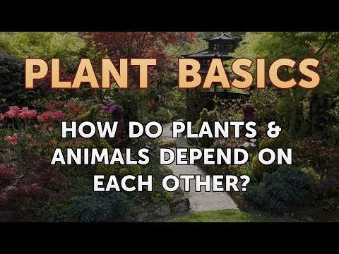 How to Dry an Overwatered Plant