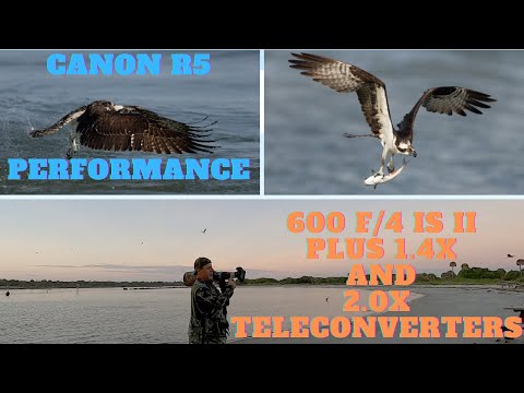 Canon R5 and Canon 600mm f/4 IS II; performance with 1.4x and 2.0x teleconverters