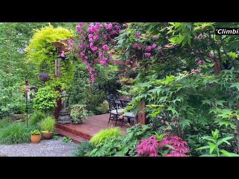 Courtyard Garden with Roses, Stewartia, Sour Gum, Japanese Maples, Jasmine and more