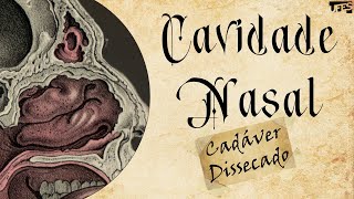 Cavidade Nasal (no cadáver) | Prof. Eduardo Beber - Anatomia/UFES