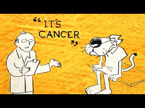 Chester Cheetah | CMTOWN ANIMATED