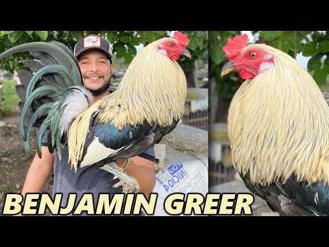 GRANJA GREER !! Giro Grey Sweater Kelso Roundhead Beautiful Birds