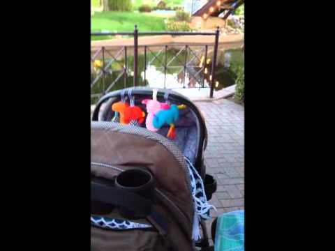 My Chaashni Aashni..