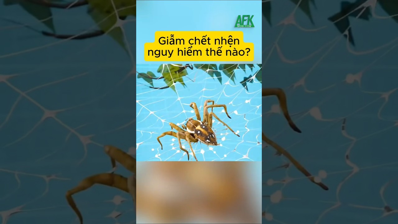 Giẫm chết nhện nguy hiểm thế nào?