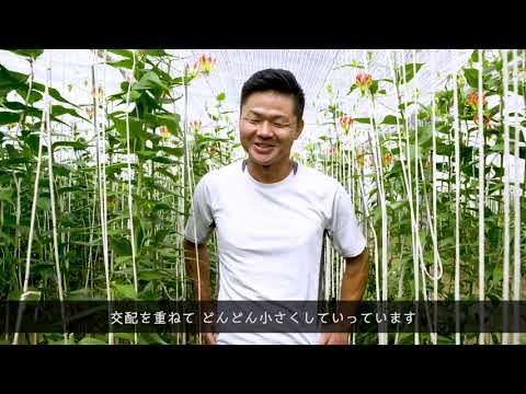 グロリオサ、栄光の冠 植物