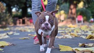 Give hope to the animals this Giving Tuesday!