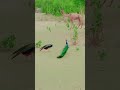 Evening time peacocks having fun #peacock #shorts #viral