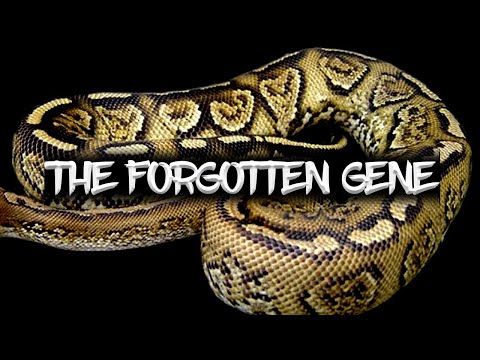 The 'Paint' Ball Python (The Forgotten Gene)