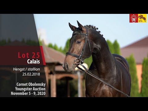 Cornet Obolensky Youngster Auction - Lot 25  Calais - stallion by Cornet Obolensky - Lancer III