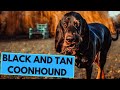 Black and Tan Coonhound - TOP 10 Interesting Facts