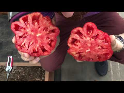 Видео про томат Нина