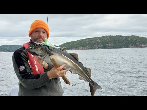 Angeln in Norwegen (Rottem) 2023     Fishing in Norway        Seehecht Seelachs Wittling Pollack u a