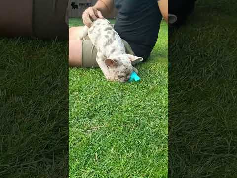Video 2