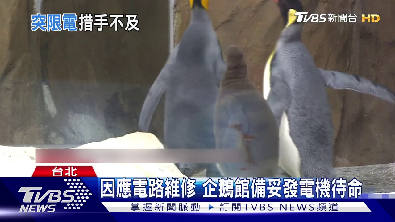 動物園電路維修 超商、速食店無預警跳電