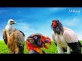 Vulture Sound Vulture Call Sound King Vulture Sounds Turkey Vulture Call Solo Animals