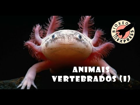 Vídeo: Animais vertebrados (I)