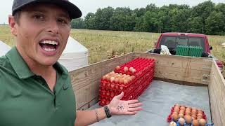 How we collect eggs safely for over 10,000 hens! - www.HenGear.com