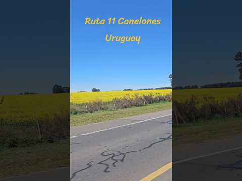 Ruta 11 La Chinchilla Canelones Uruguay plantaciones de Canola