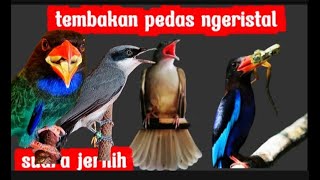 Download lagu kombinasi nilai tertinggi viral 2025 | Kapas tembak, tengkek buto/udang & jinjing petulak mp3