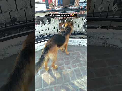 tujko jo paya ❤️‍🩹✨ #germanshepherd #dogs #germanshepherdpuppy #viral #youtubeshorts